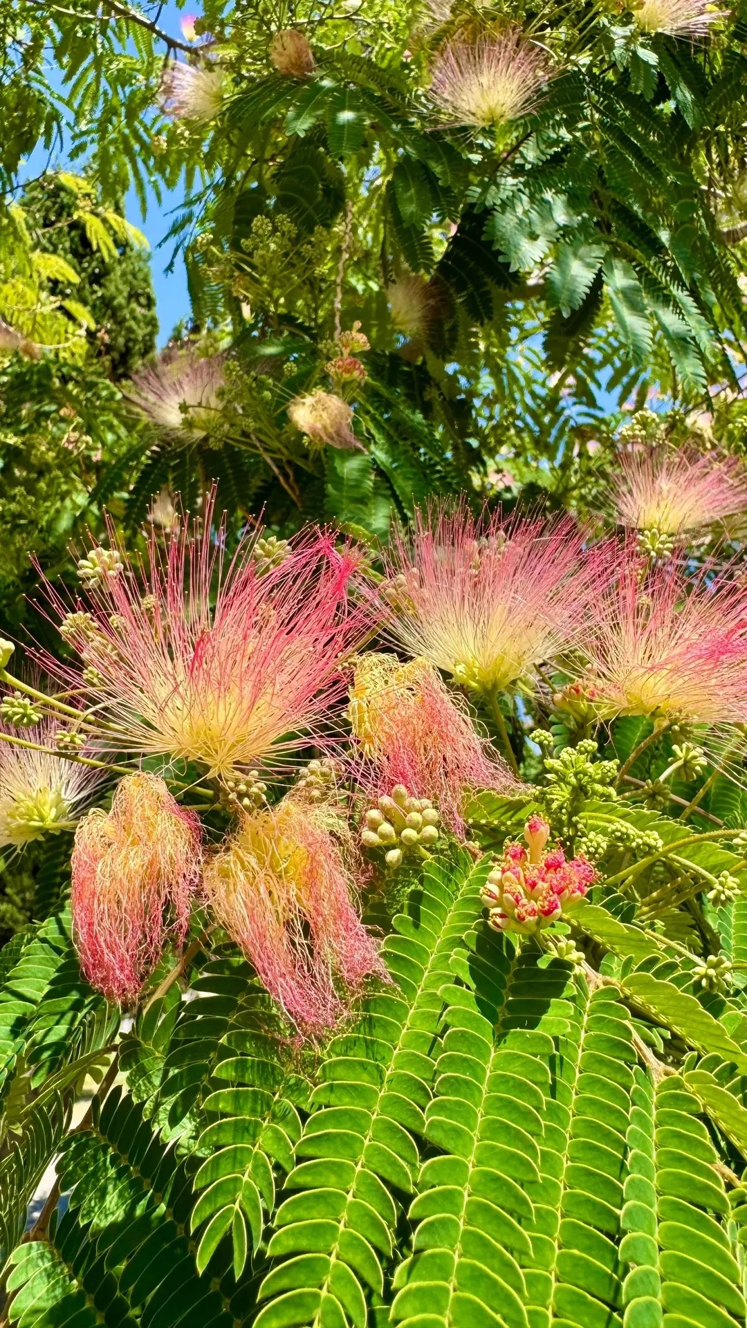 В Севастополе цветёт и пахнет Ленкоранская акация 🌸