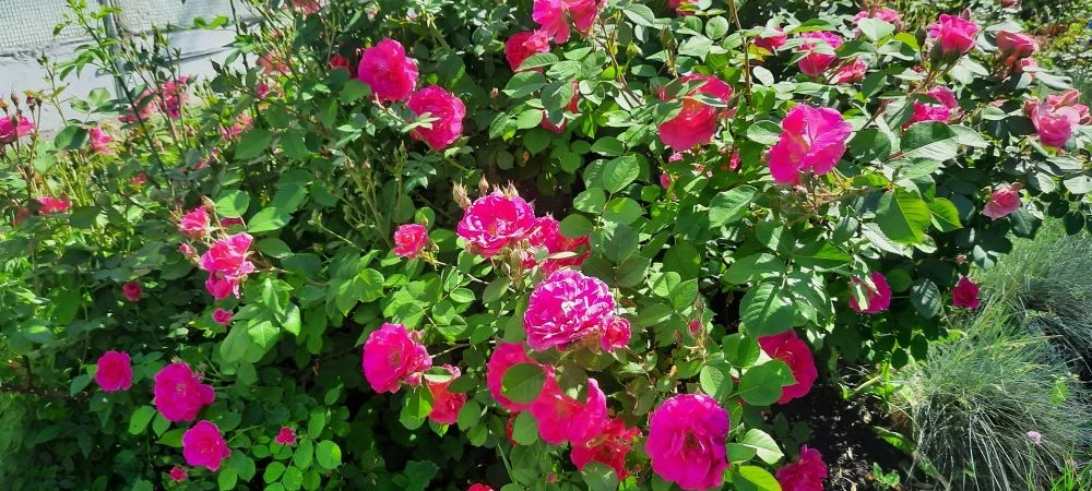 🌺🌺🌺РЕЗУЛЬТАТ НАШЕЙ ЗАБОТЫ🌺🌺🌺