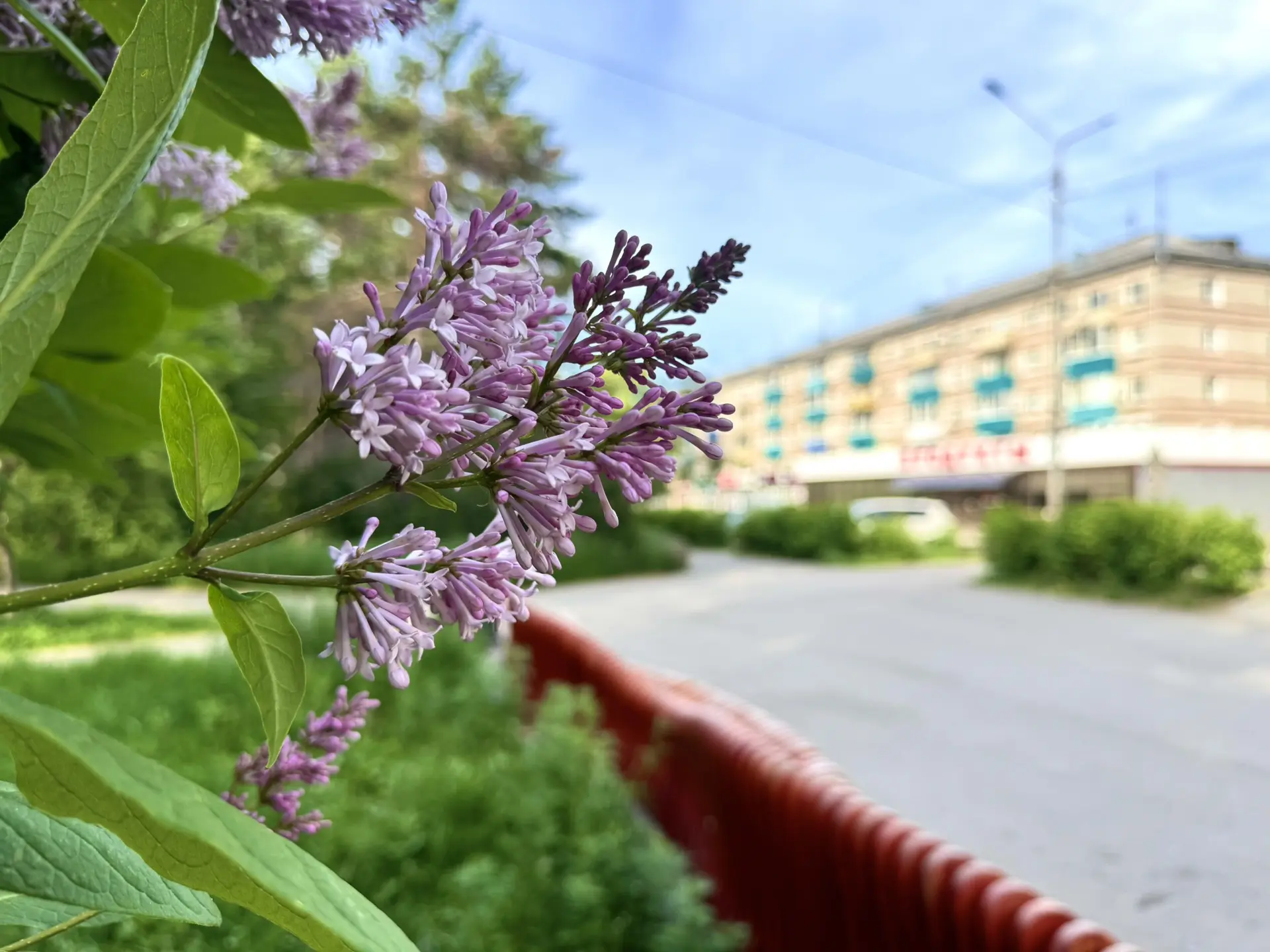 В городе А цветет сирень❤️