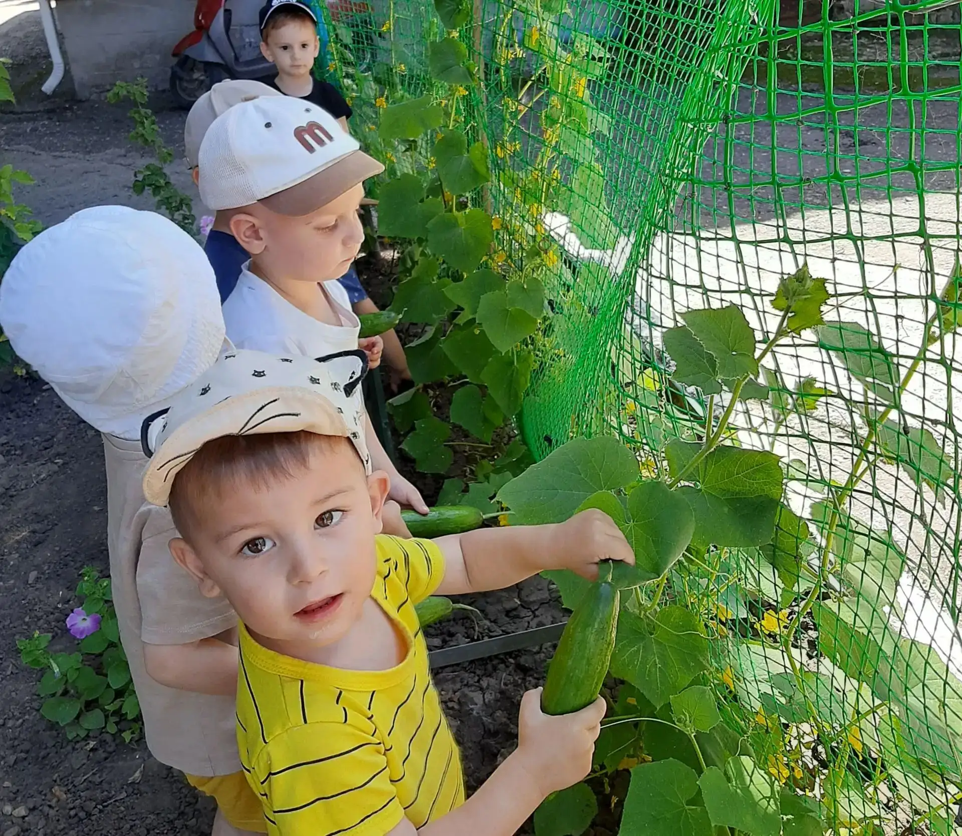 В детском саду прошло мероприятие, посвященное новому урожаю. Дети продолжают знакомиться  с овощами