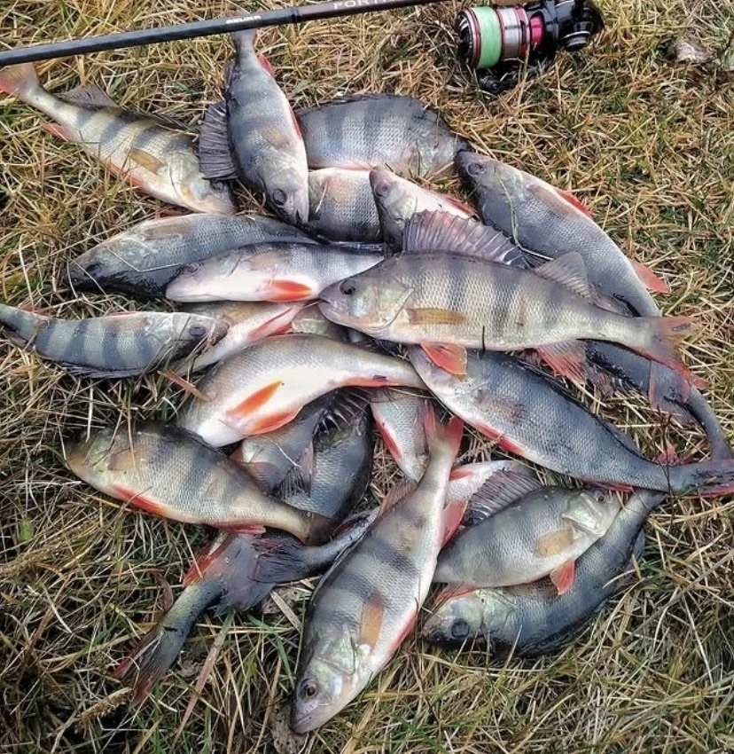 Отличный улов 👍