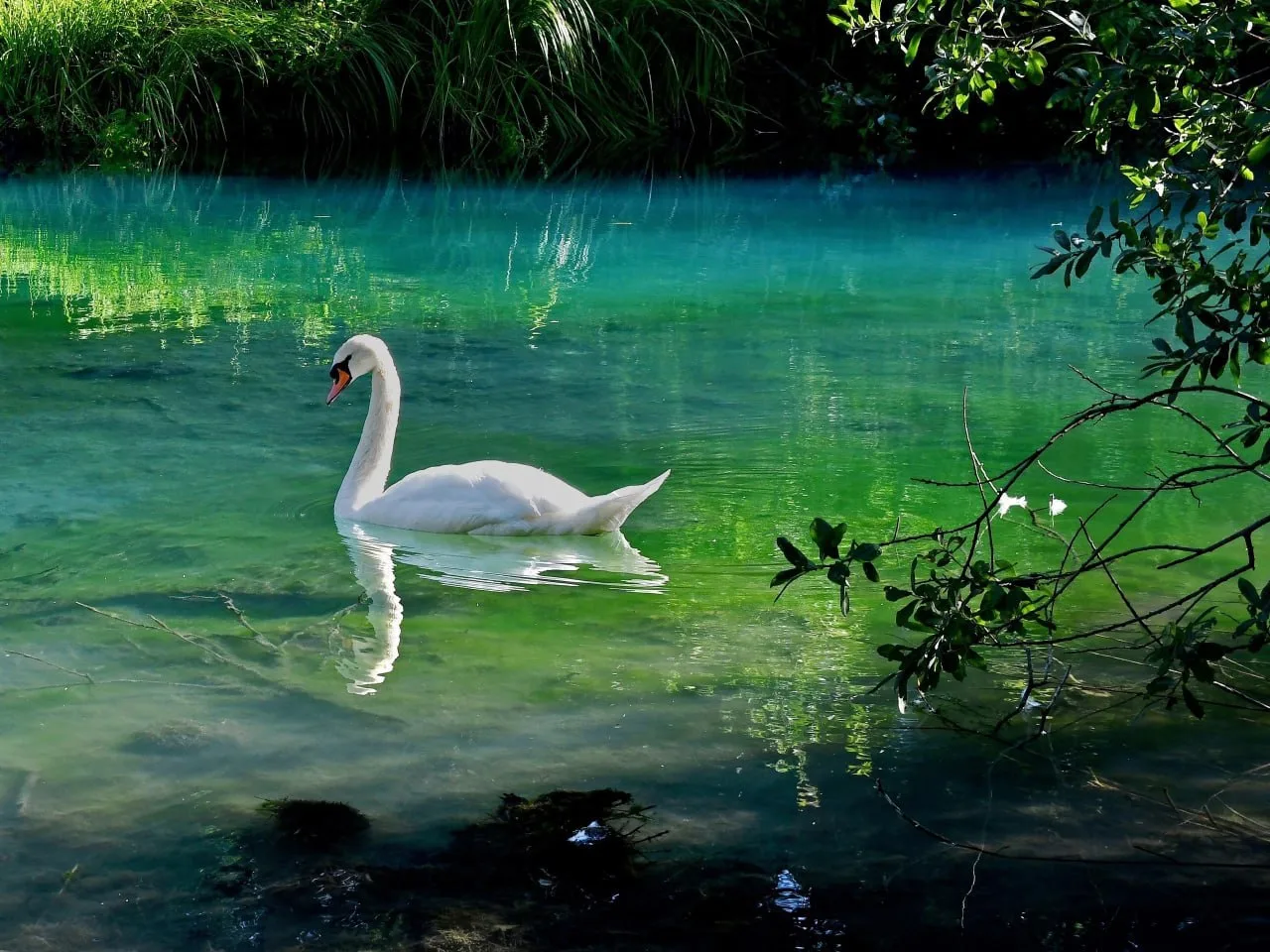 Изумрудный родник, Шопино 💚