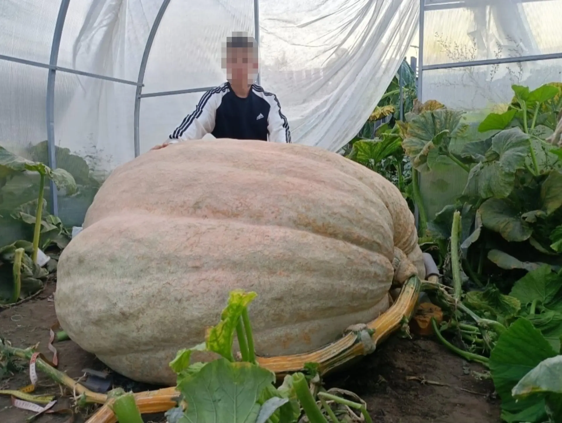 🍉Летних позитивных новостей вам в ленту

16-летний овощевод из Нижегородской области вырастил арбуз