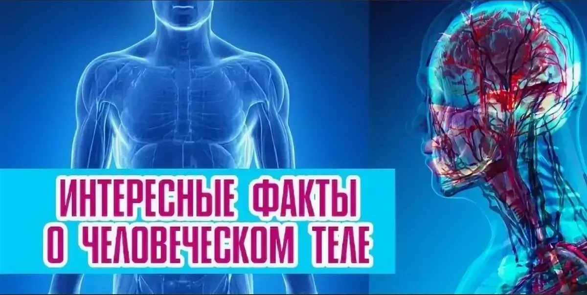 8 фактов о теле человека: