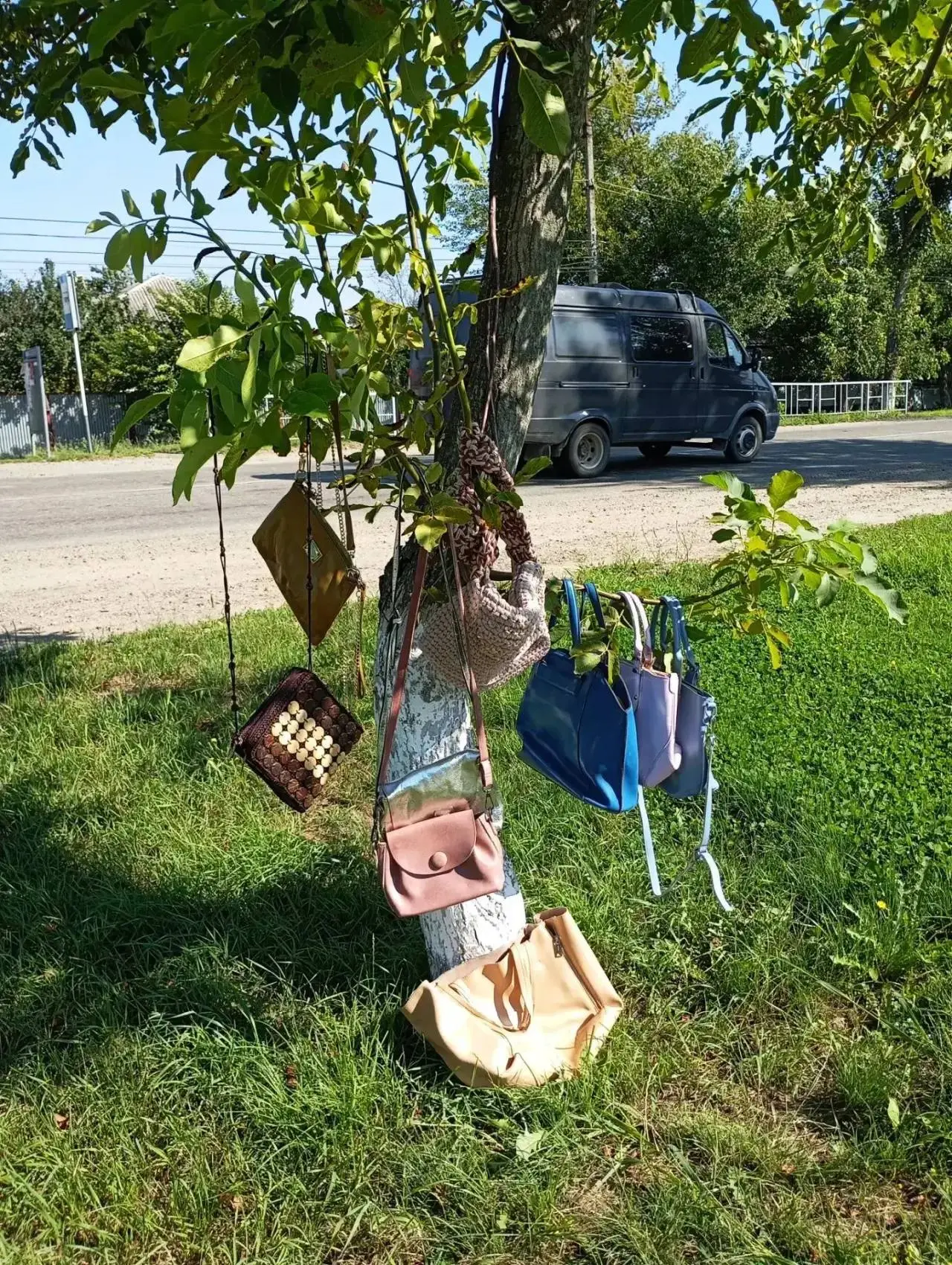 🌳 В городе замечено... сумчатое дерево