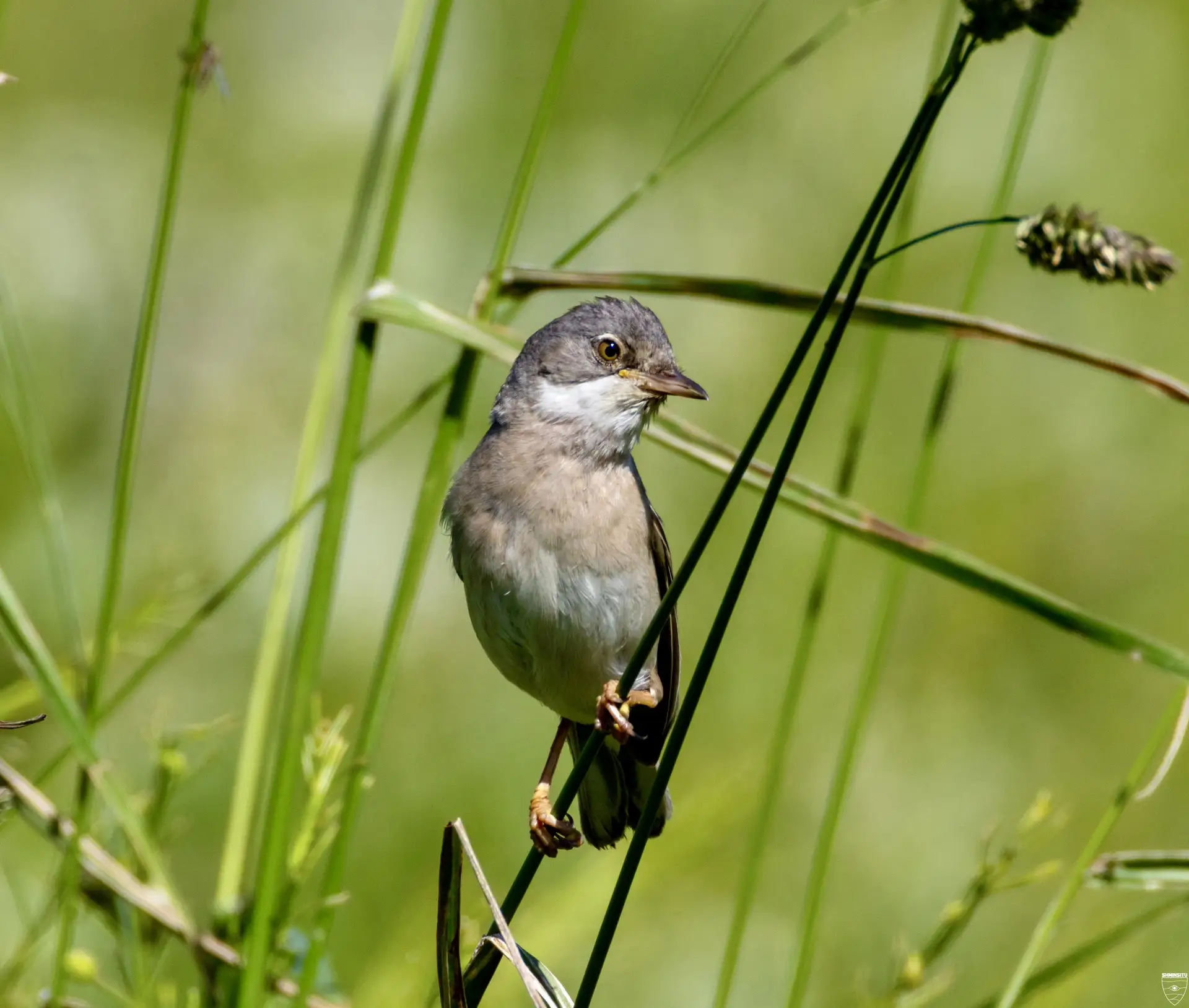 Серая славка!

Джентльмен в сером фраке: кто поет на закате в Ленинградской области?

Июль. Поле. В 
