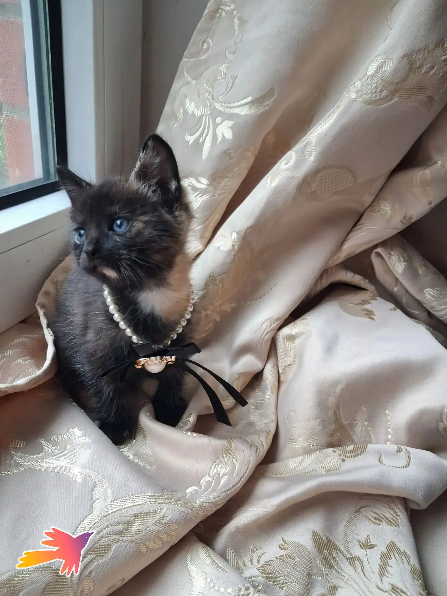 🐾ЗООВОЛОНТЕРСТВО🐾