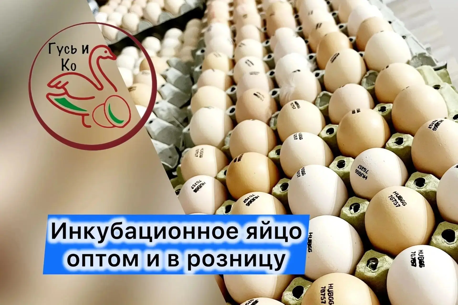 СЛЕДУЮЩАЯ ДОСТАВКА 25 ИЮНЯ ПЛАНИРУЕМ ЗАЯВКИ ЗАРАНЕЕ .
 Бройлер белый( импорт): -КОББ 500. Росс 308
Т