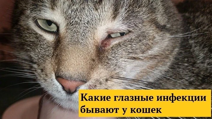 Некоторые породистые кошки особенно подвержены воспалениям глаз и слезотечению. Как вов...