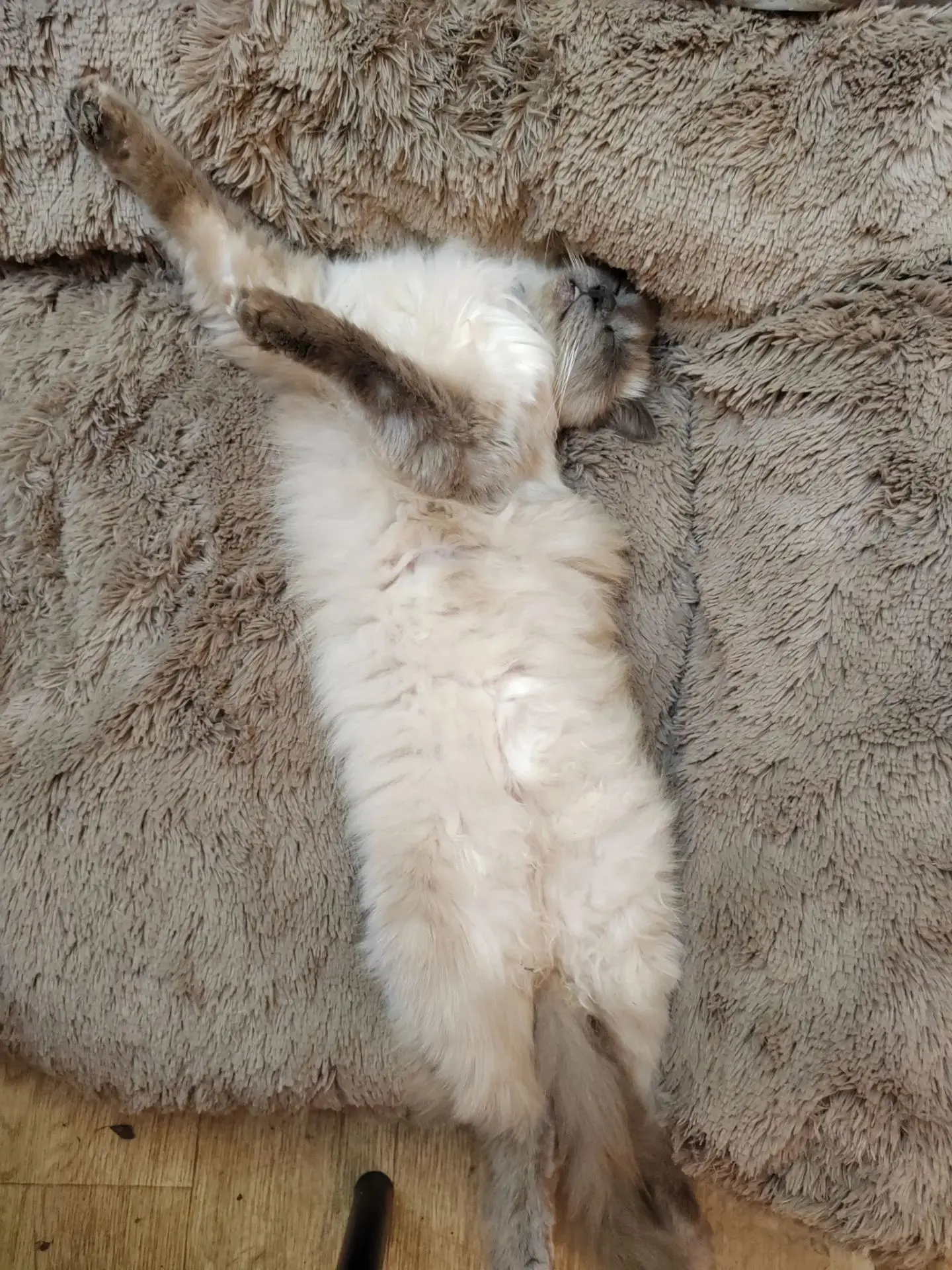 🐾 Внимание, онлайн-акция! Фотомарафон «Лапы, уши и хвосты» 🐶🐱