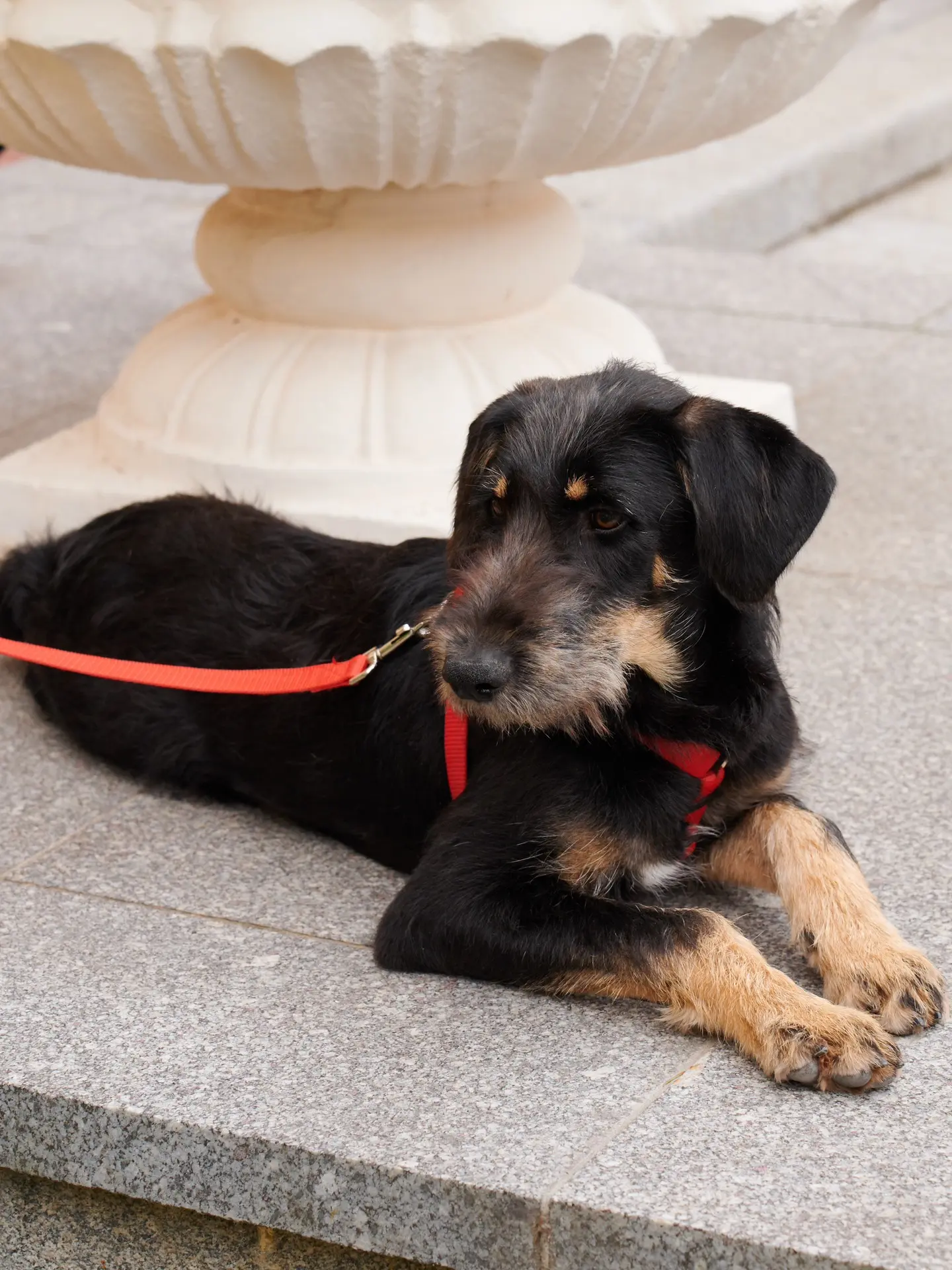 #Ищудруга: Эклер

🐶 В приюте "Зеленоград" ждёт свою семью полугодовалый щенок по имени Эклер. Кажет