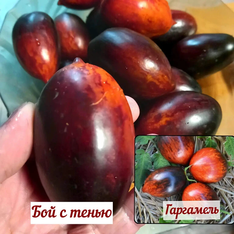 Помидорки сорта "Гаргамель" и сорта "БОЙ С ТЕНЬЮ" - смотрятся как близнецы