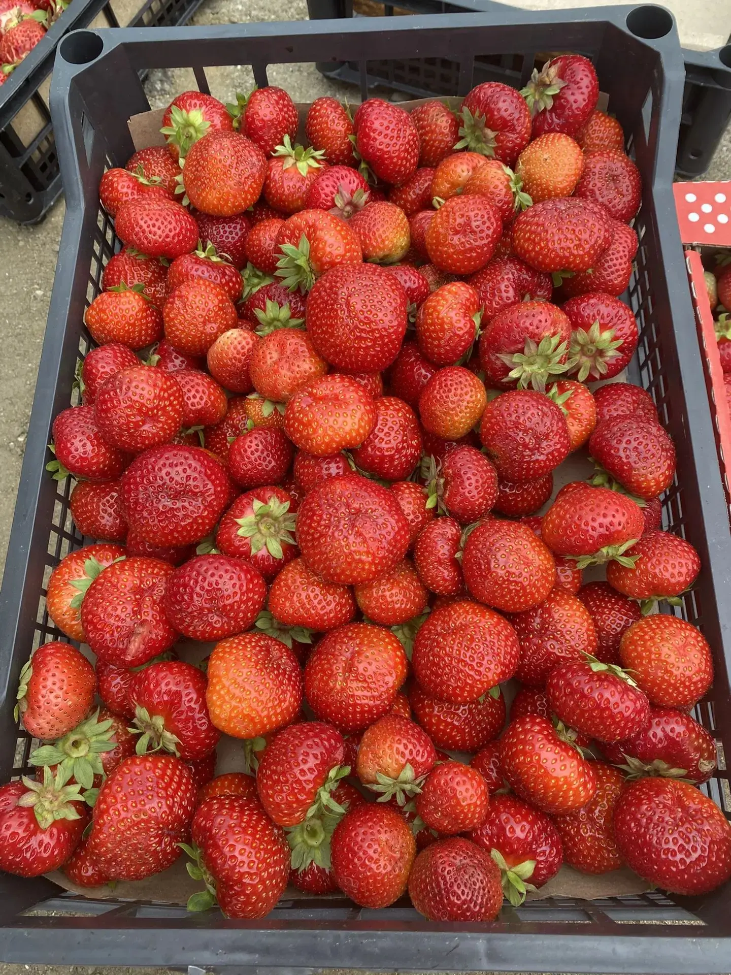 ❗🍓Продам Байкальскую клубнику🍓❗