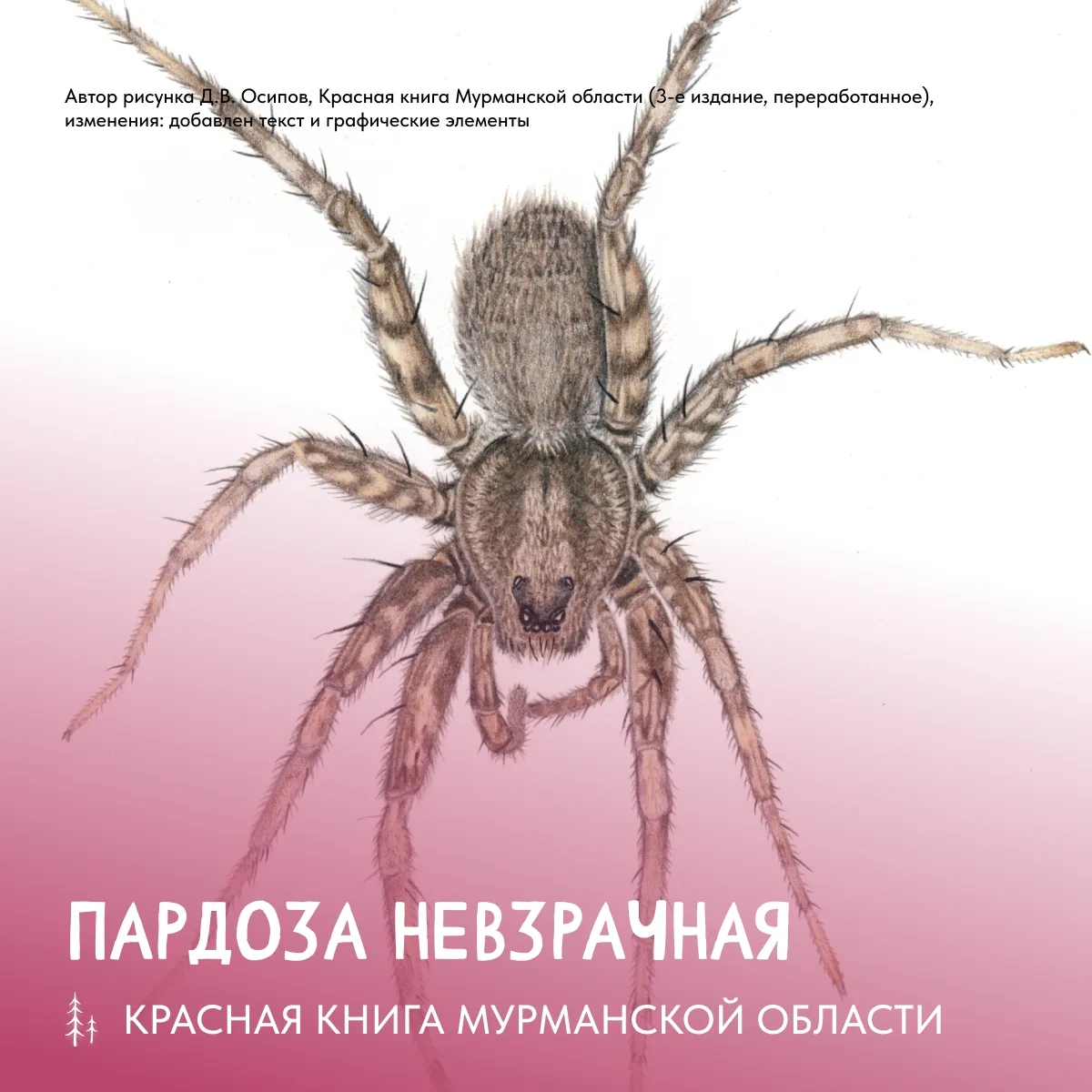 Сегодня наш краснокнижный гость — волк с восемью лапами! Но как такое возможно? 🤔
