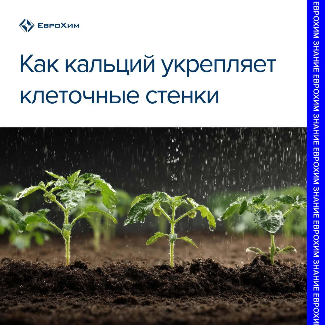 Как кальций укрепляет клеточные стенки 🌱