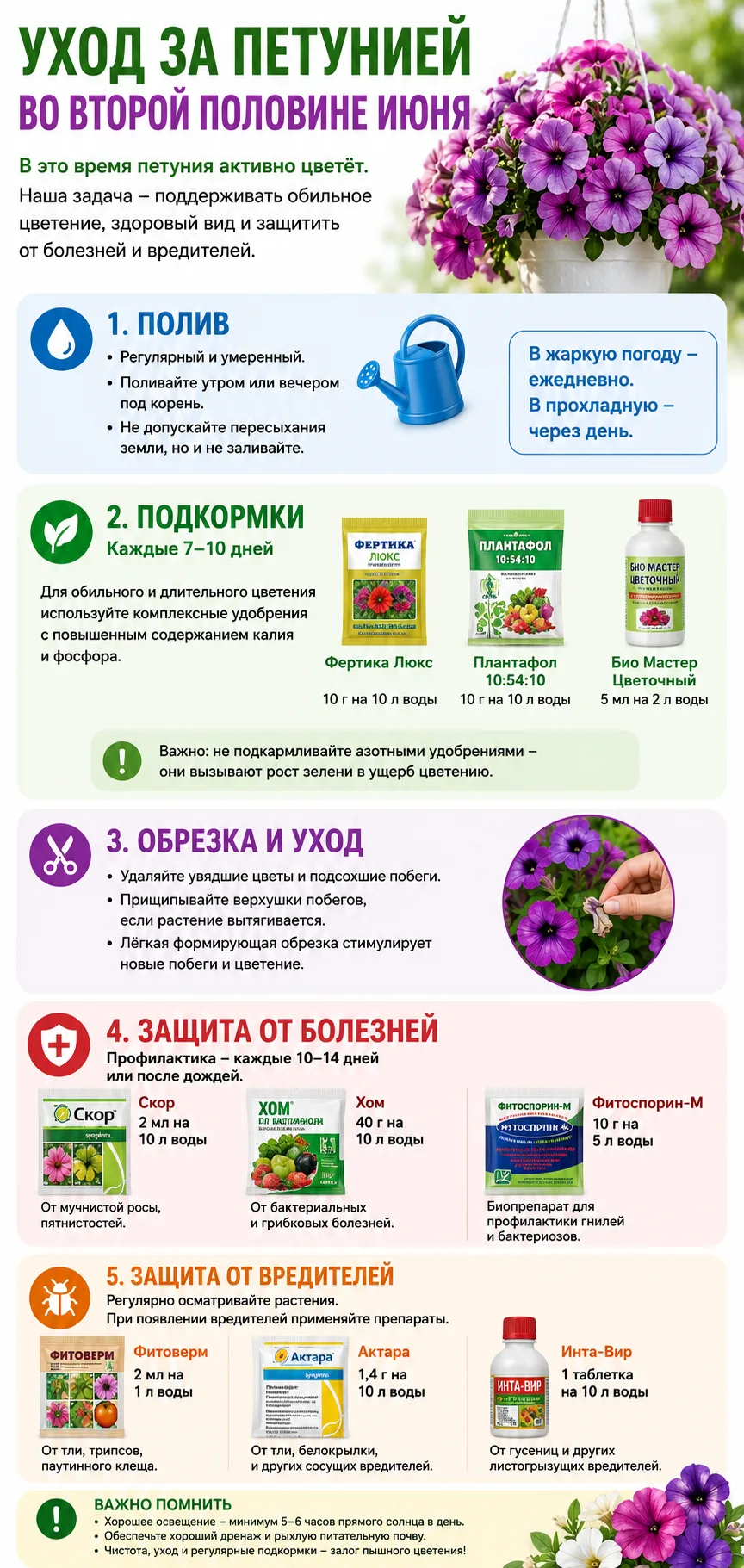 Уход за петунией во второй половине июня