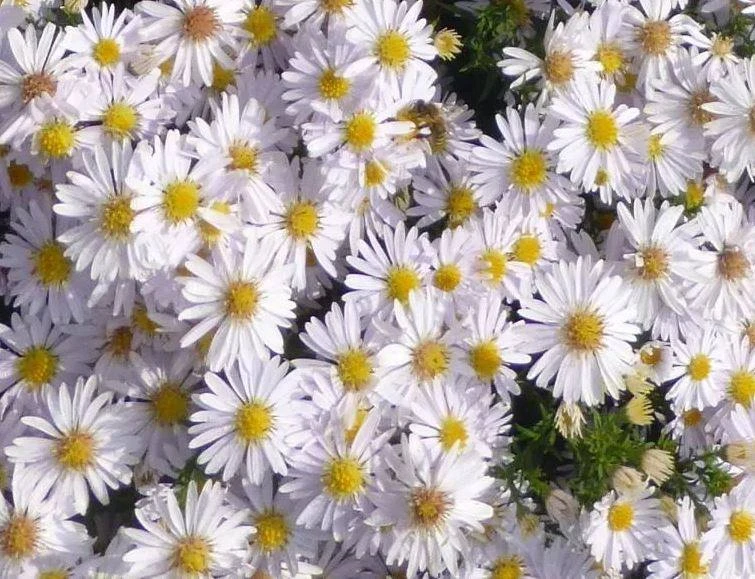 Многолетники и лианы