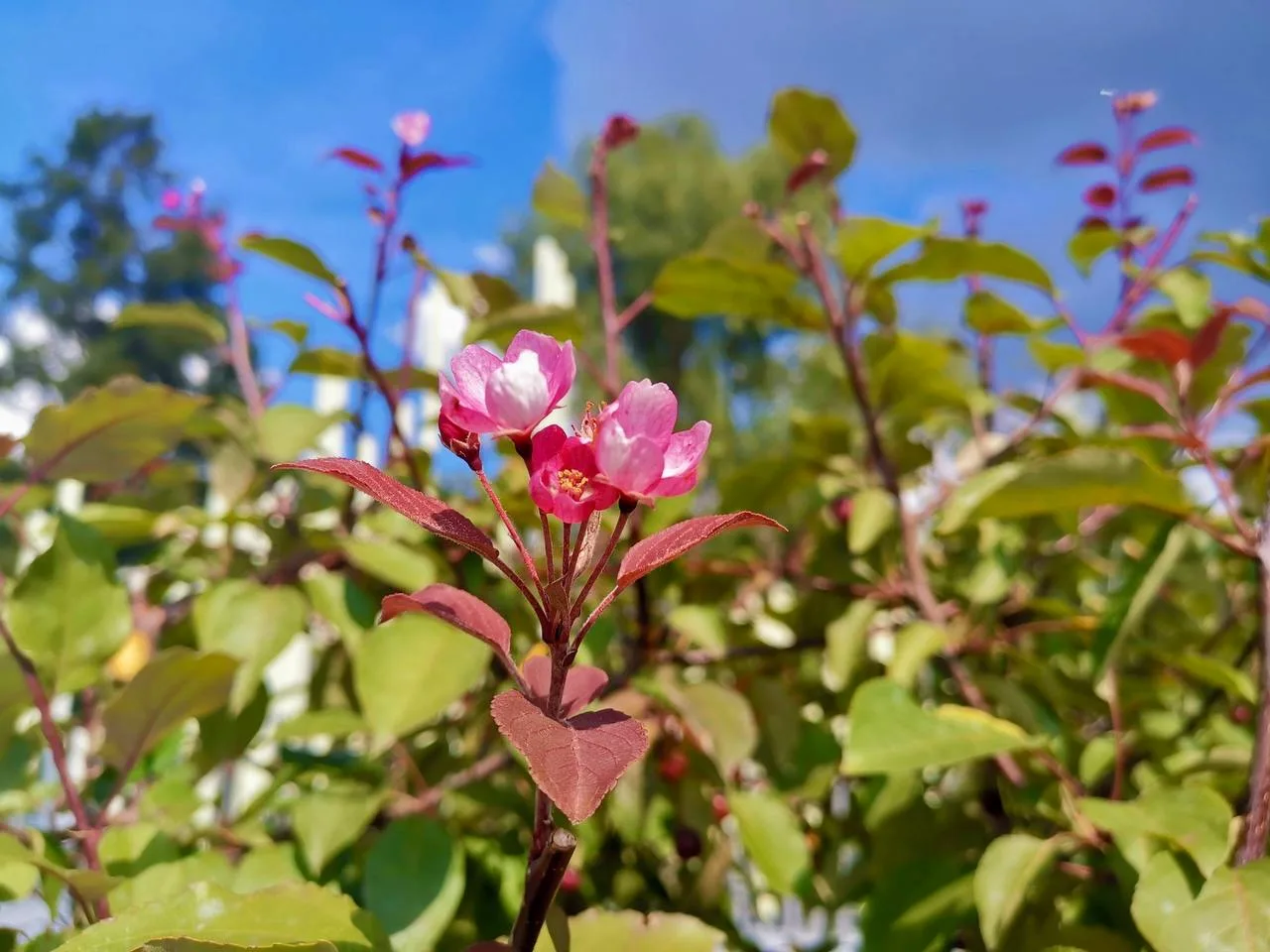 🌸 В парке «Арена» снова зацвели яблони