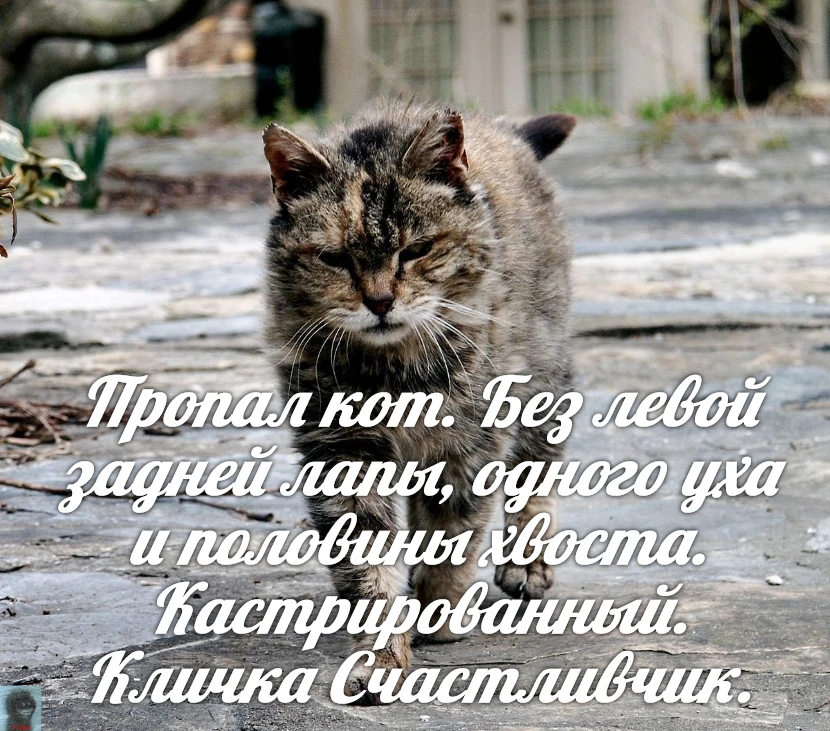 За Ежей в тумане    https://max.ru/public217562846
