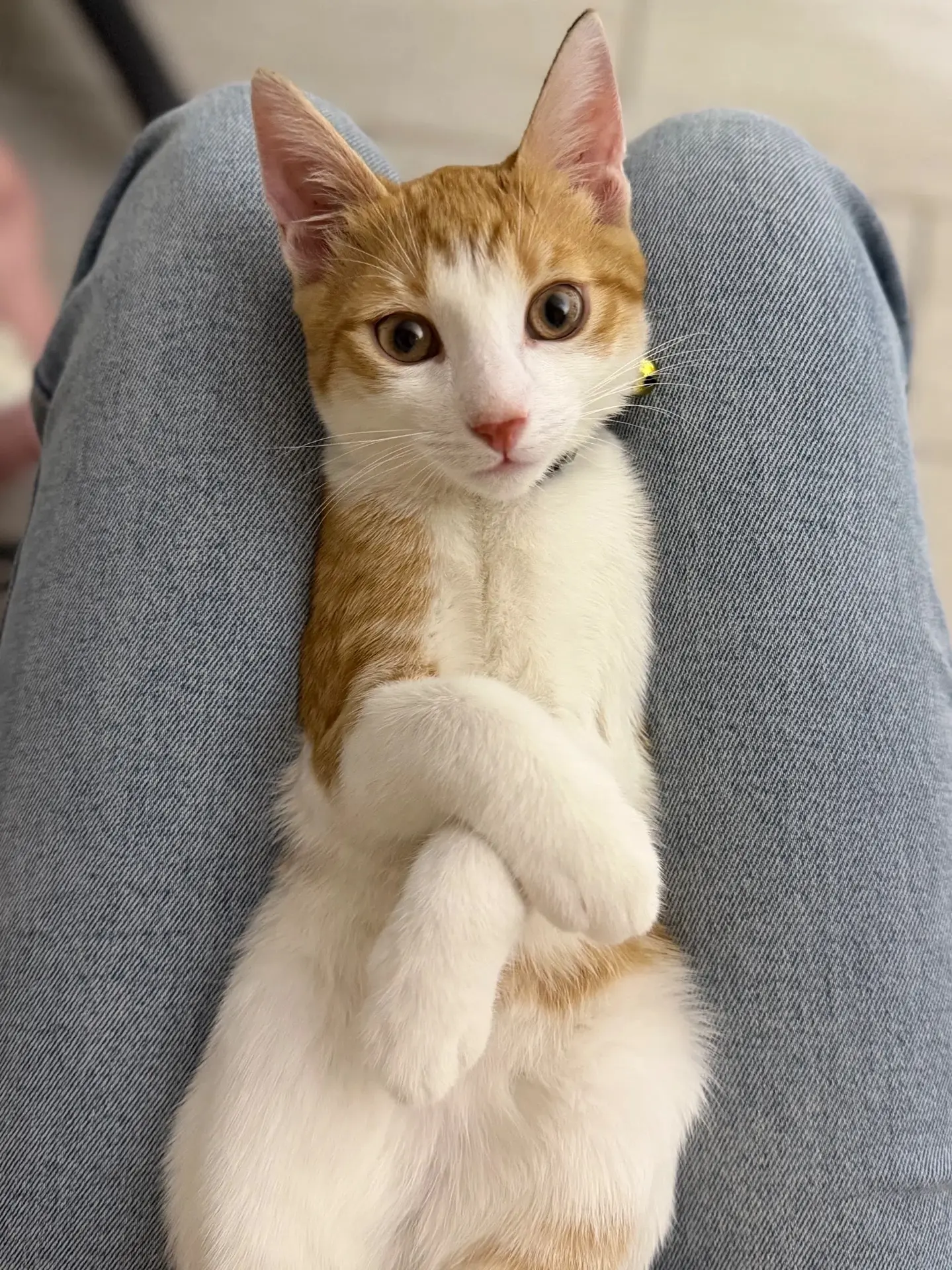 Доброе утро от Марсика! 😺