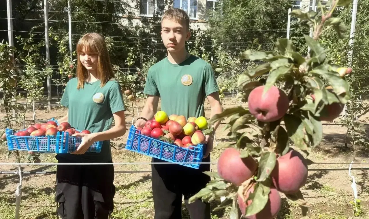 🍎Первый урожай школьного сада отправят бойцам СВО