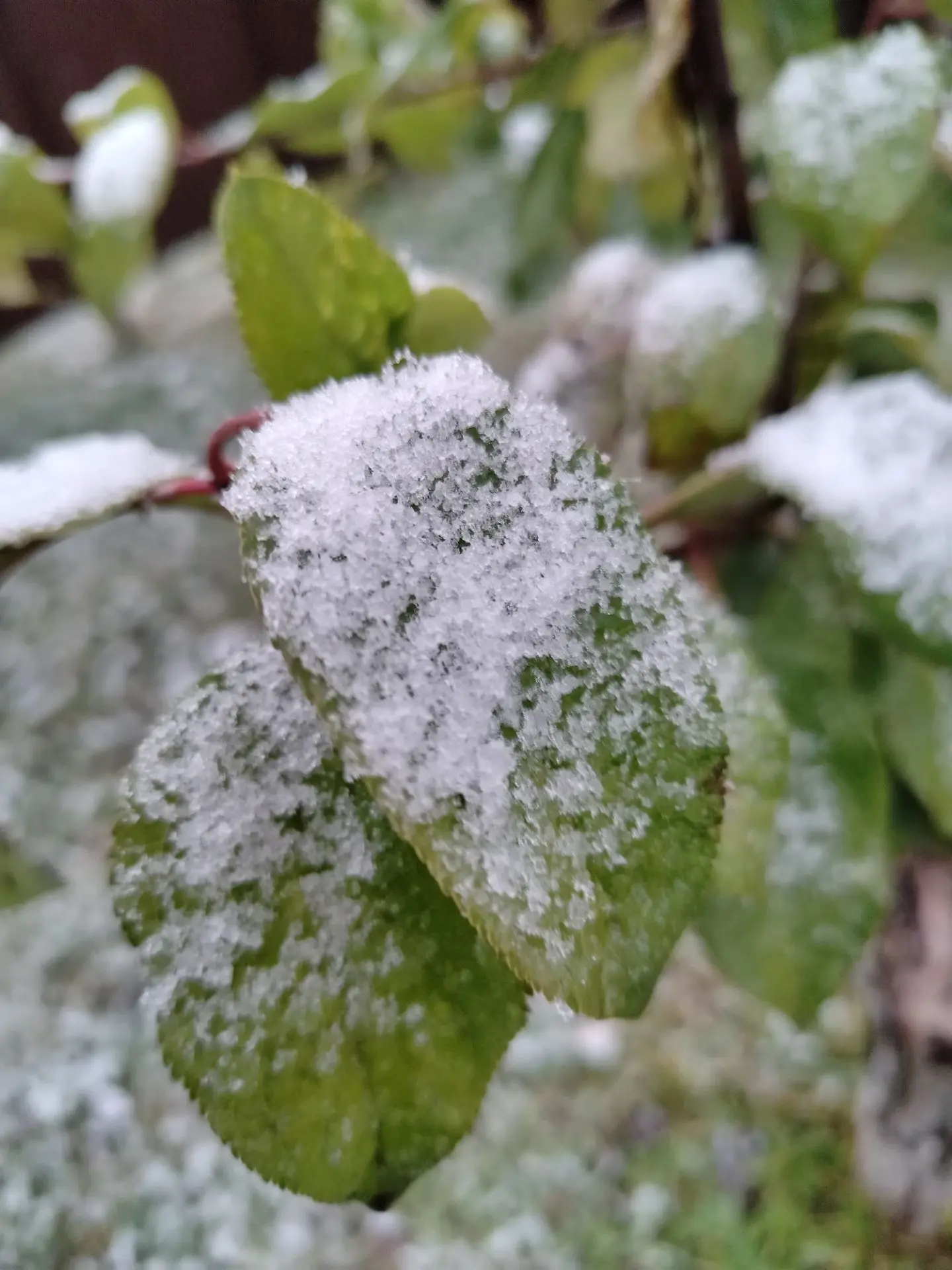 С первым снегом, седельниковцы ❄