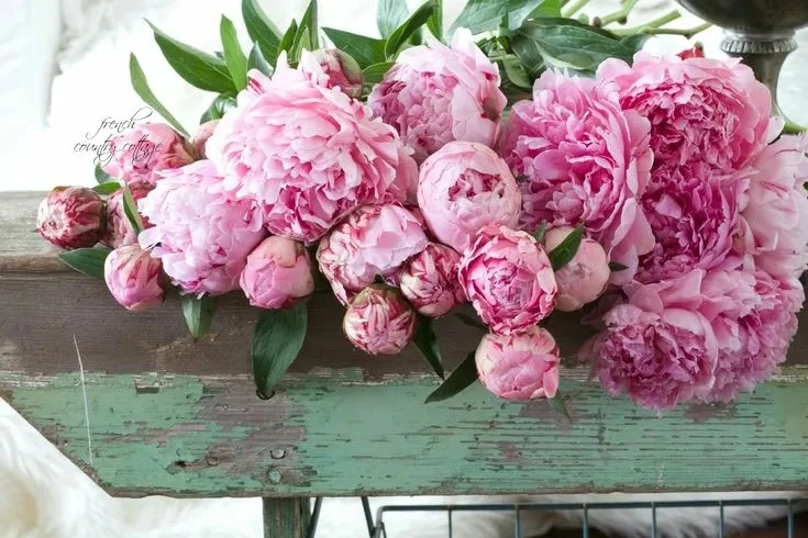 🌷Знаете, что именно в Аптекарском огороде вывели первые русские сорта пионов? С 5 по 25 июня здесь 