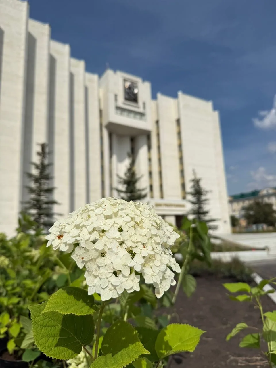 🤍Вместо алых роз – белоснежные гортензии!