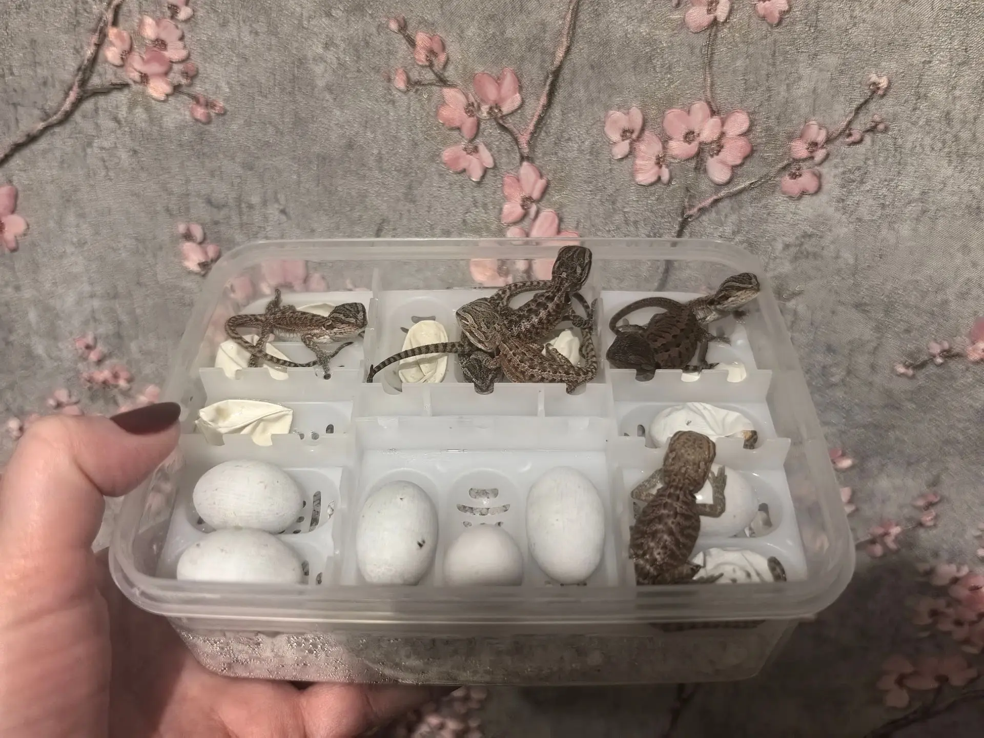 Малыши❤️🦎❤️