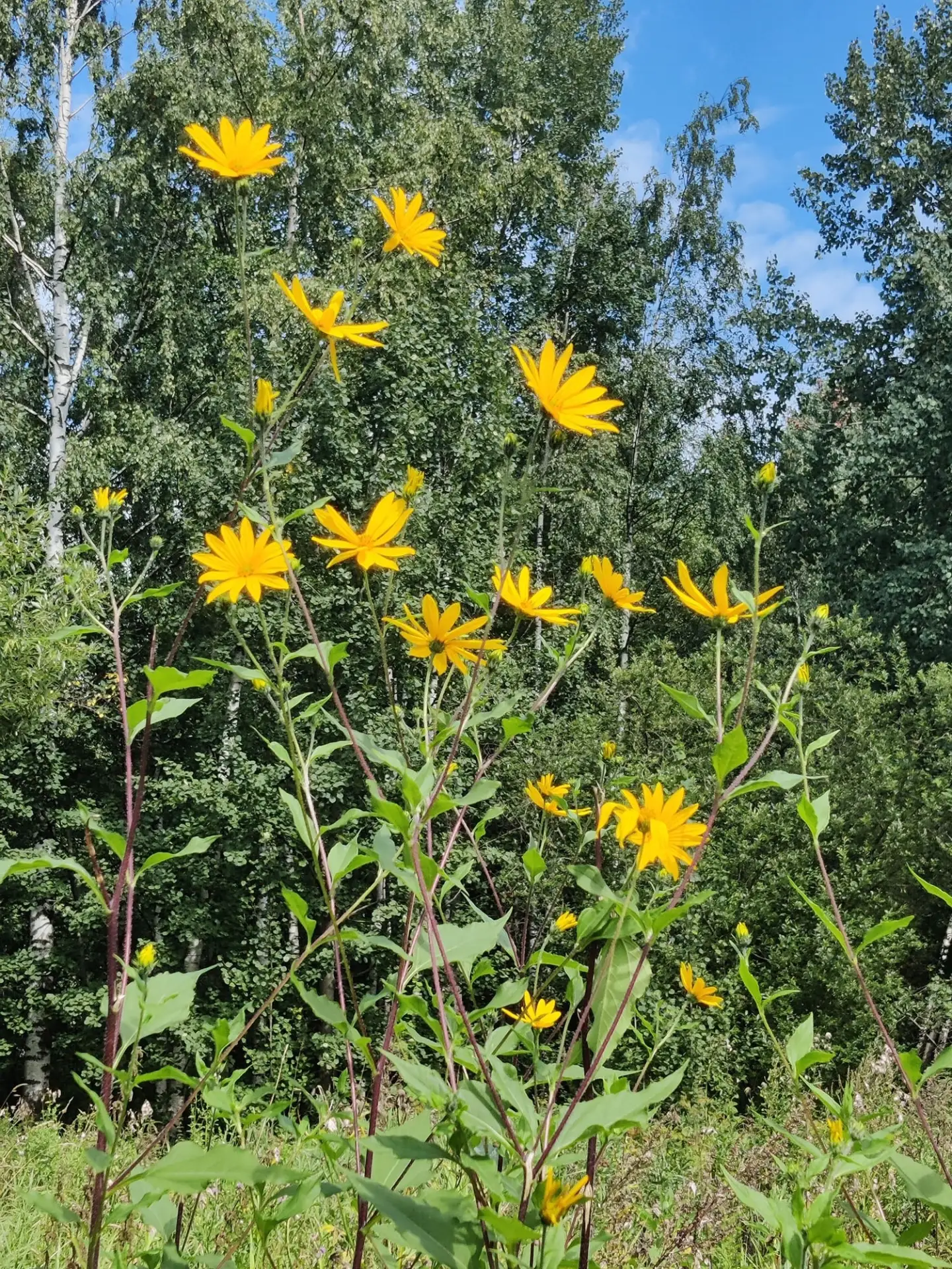 Солнечный корень цветет в Удельном парке 🌻