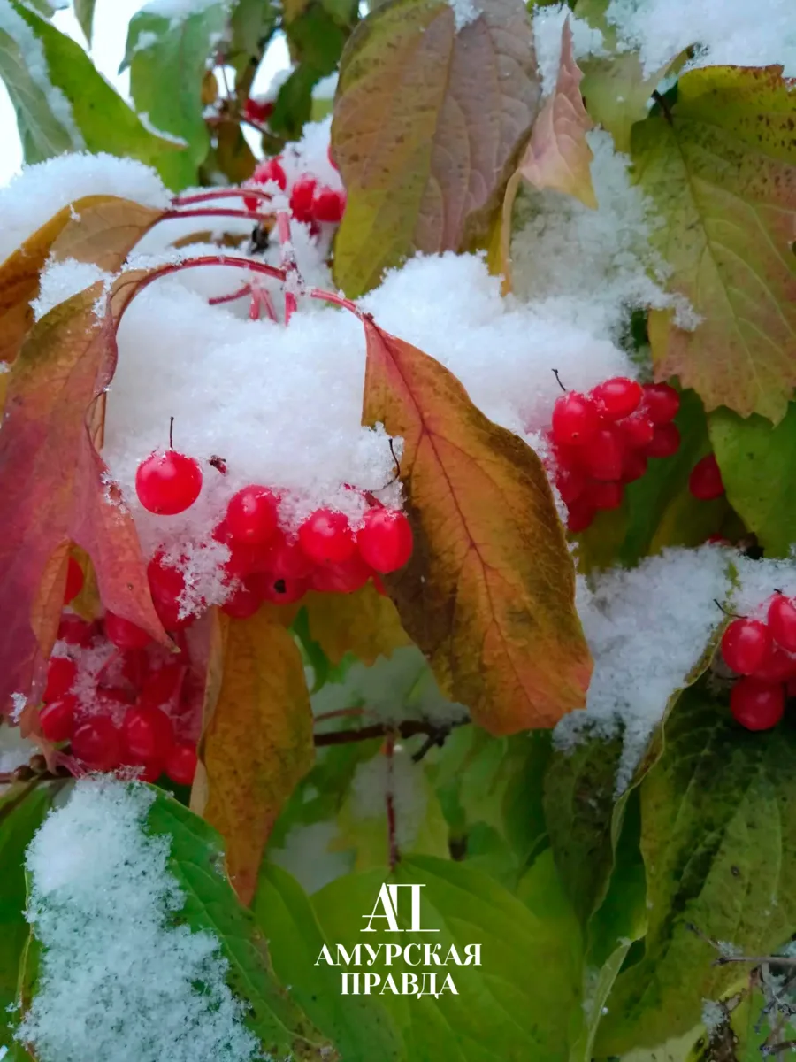 ☃️ Зима в северном Бомнаке