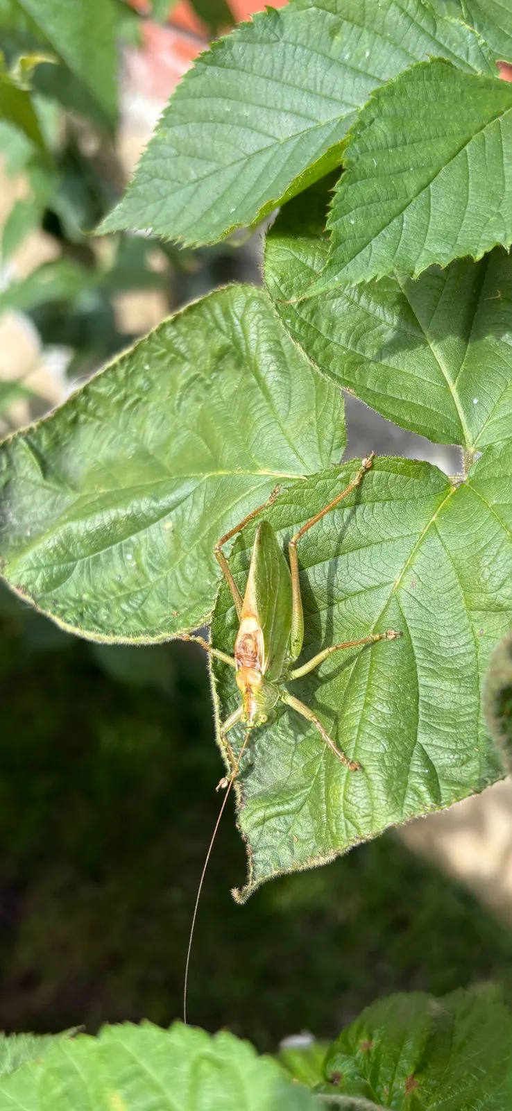 🌿 Тайные соседи по грядкам