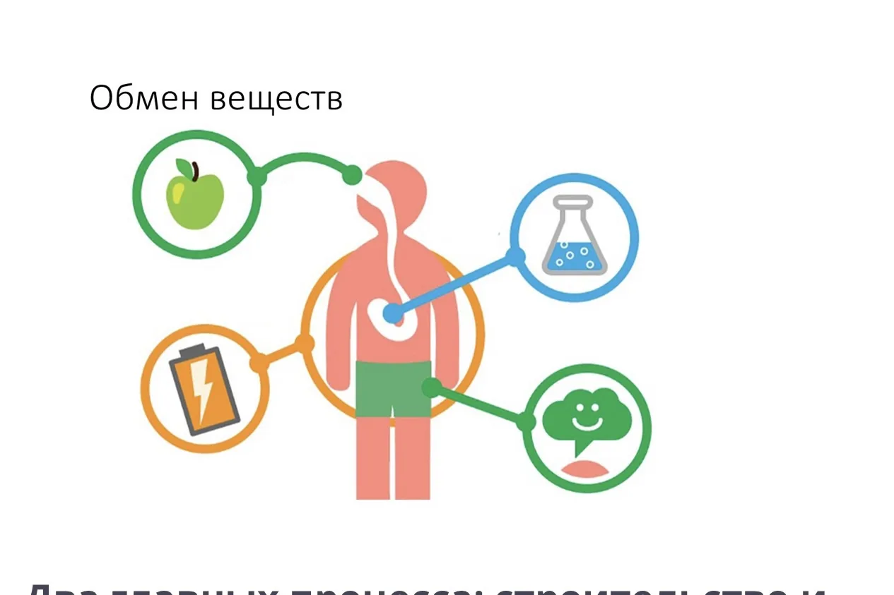 Кратко об обмене веществ