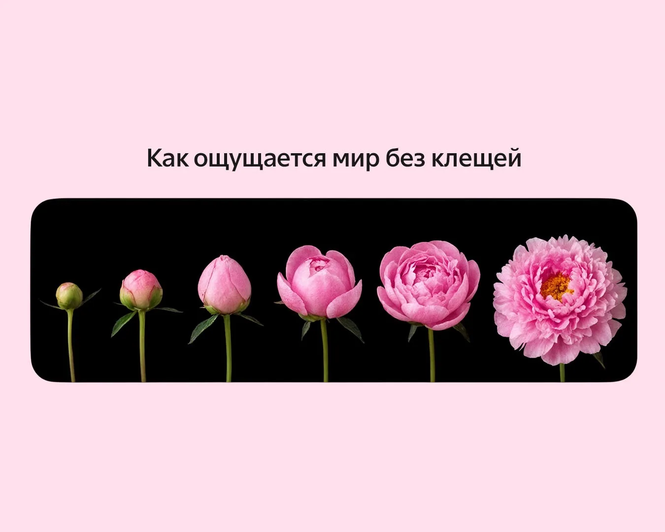 Только представьте, каким бы был мир без клещей✨

А питомцам и представлять не нужно — для них есть 
