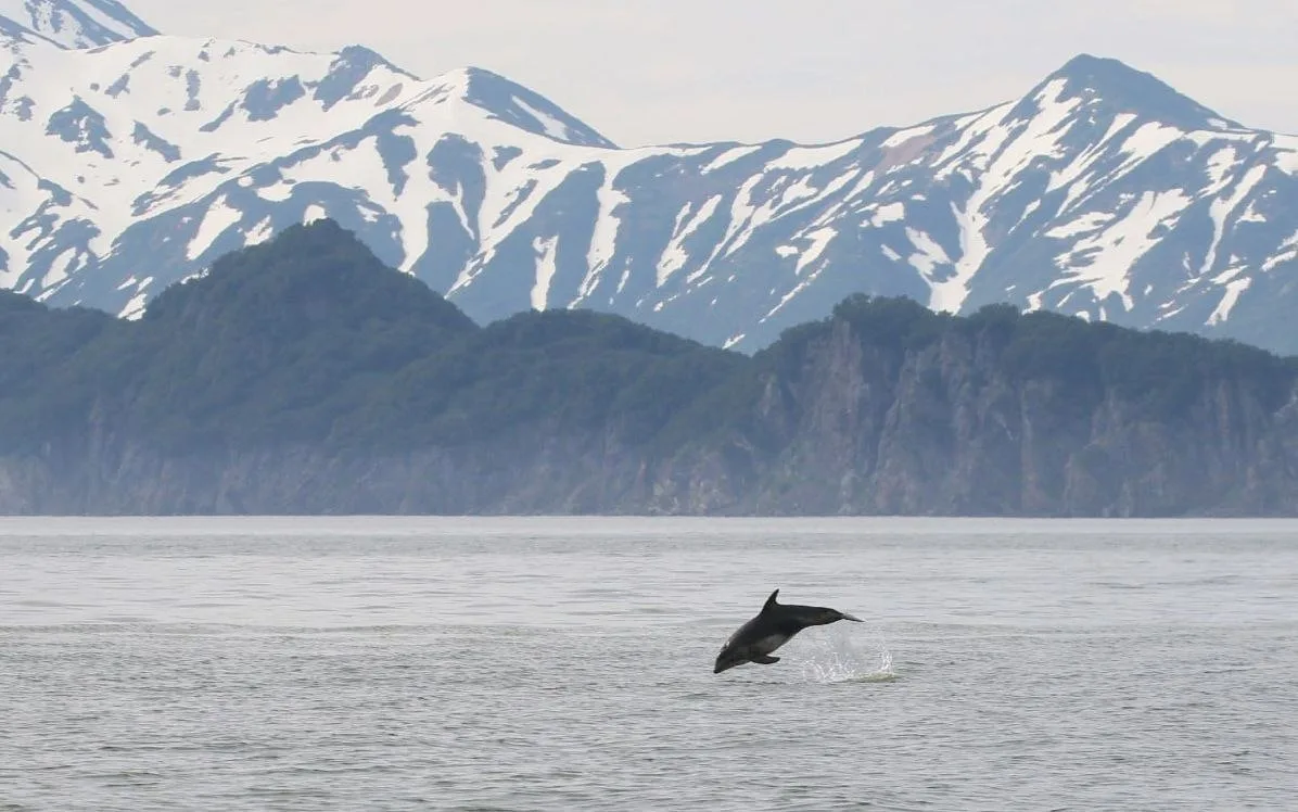 Редкого белобокого дельфина заметили в Авачинском заливе на Камчатке

Исследователи проекта FEROP вы