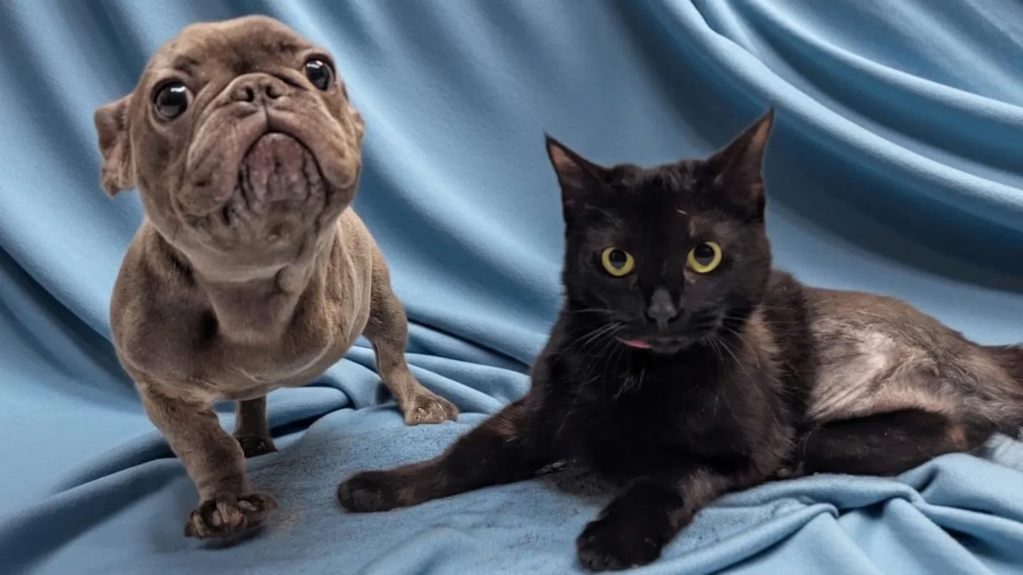 Трёхлапые друзья из приюта уехали домой вместе 🐶🐈