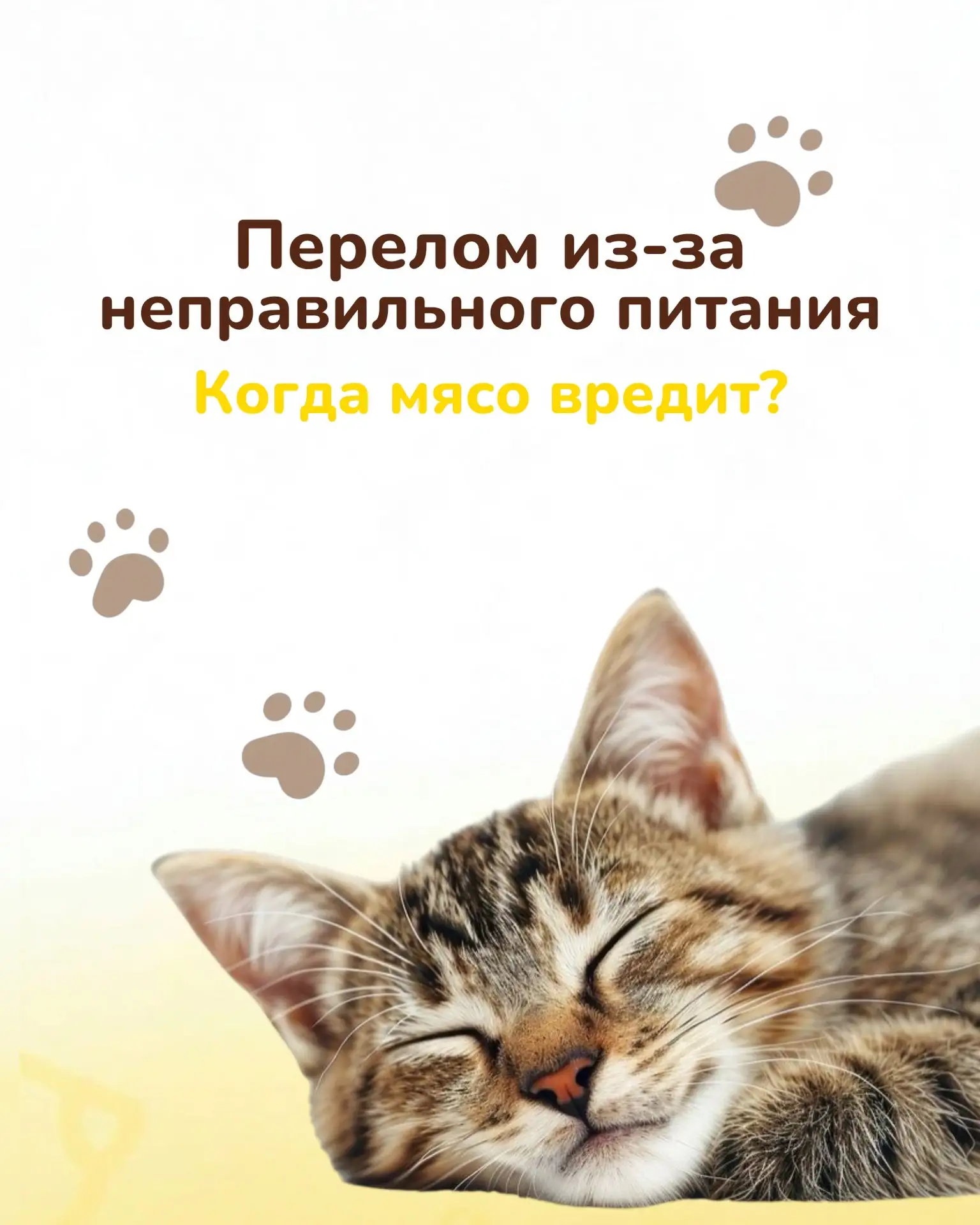 🐱 Клинический случай: патологичекий перелом «по типу зелёной ветки» у котёнка. Алимент...