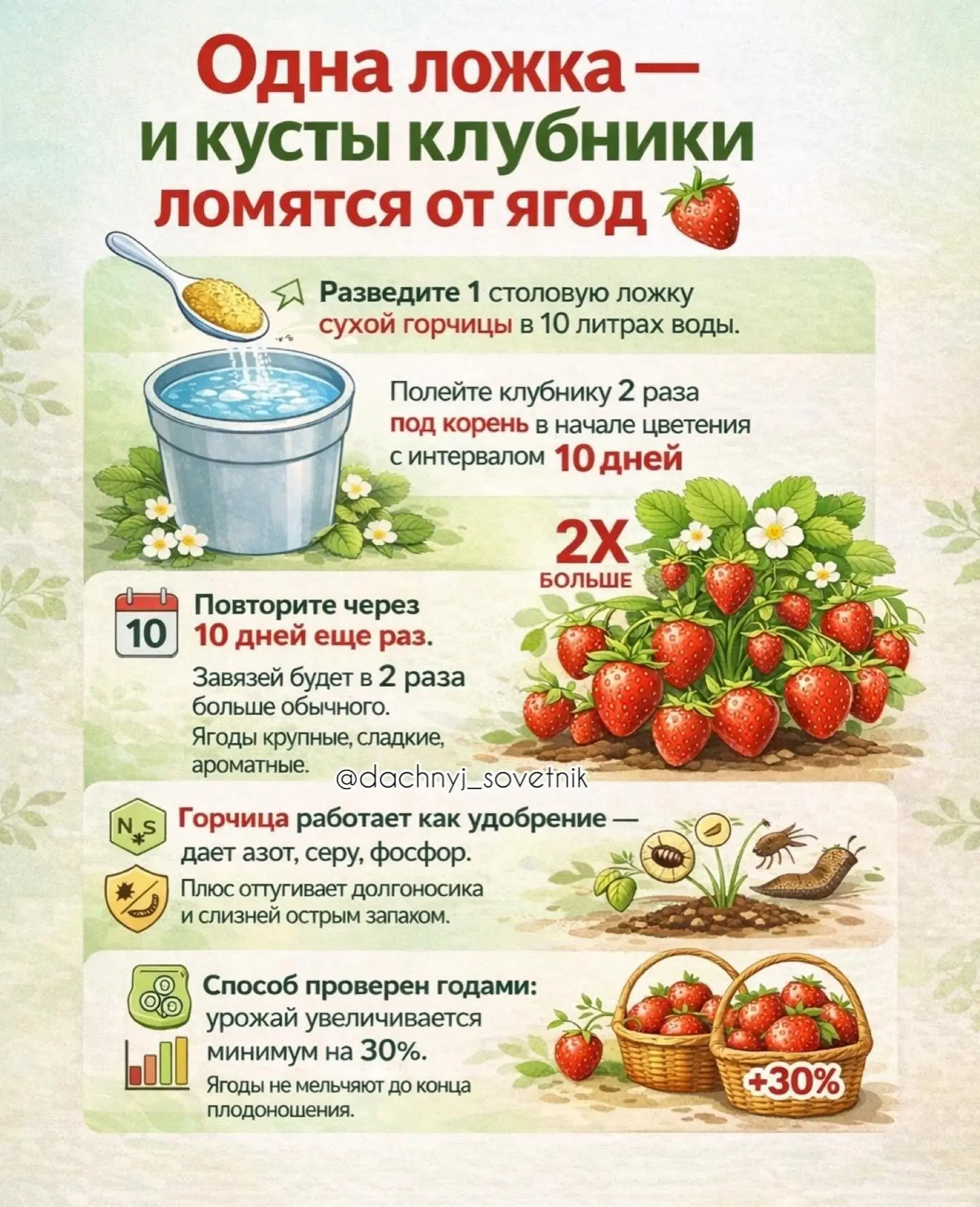 🍓 Одна ложка — и клубника ломится от ягод  Мало кто знает, но обычная сухая горчица может сильно уве