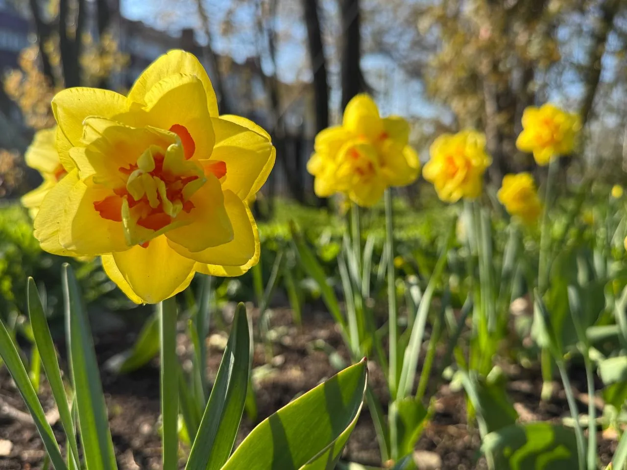 Лучики радости и добра 🌼  Только взгляните на эти чудесные нарциссы – они словно тёплое майское солн