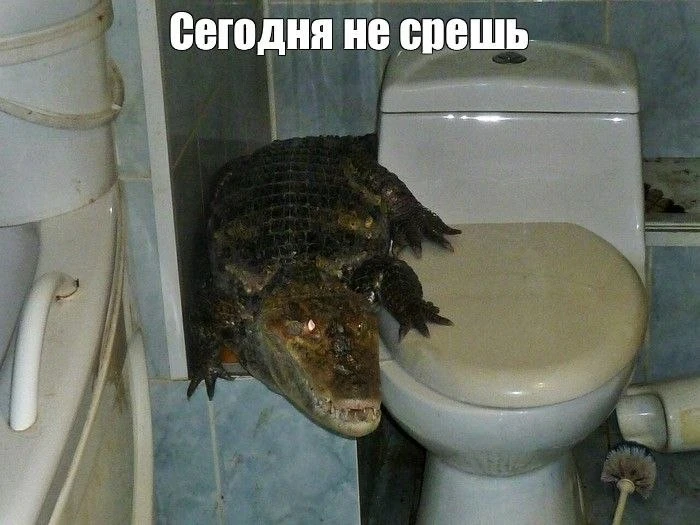 Московская пенсионерка держала в квартире крокодила, лису, удава, сов, ворону, попугаев и стаю собак