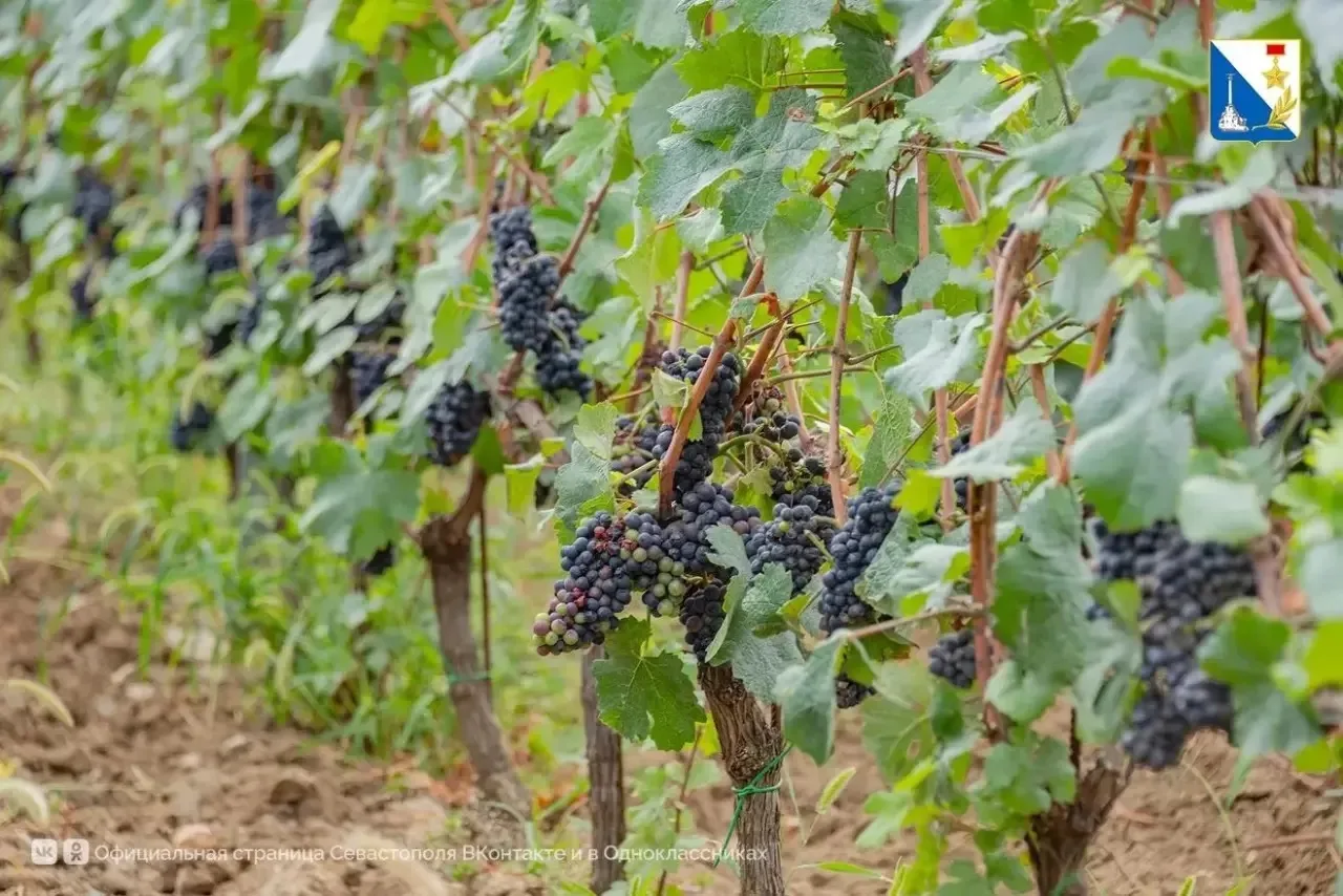 🍇В Севастополе планируют собрать более 27 тысяч тонн технического винограда в этом год...