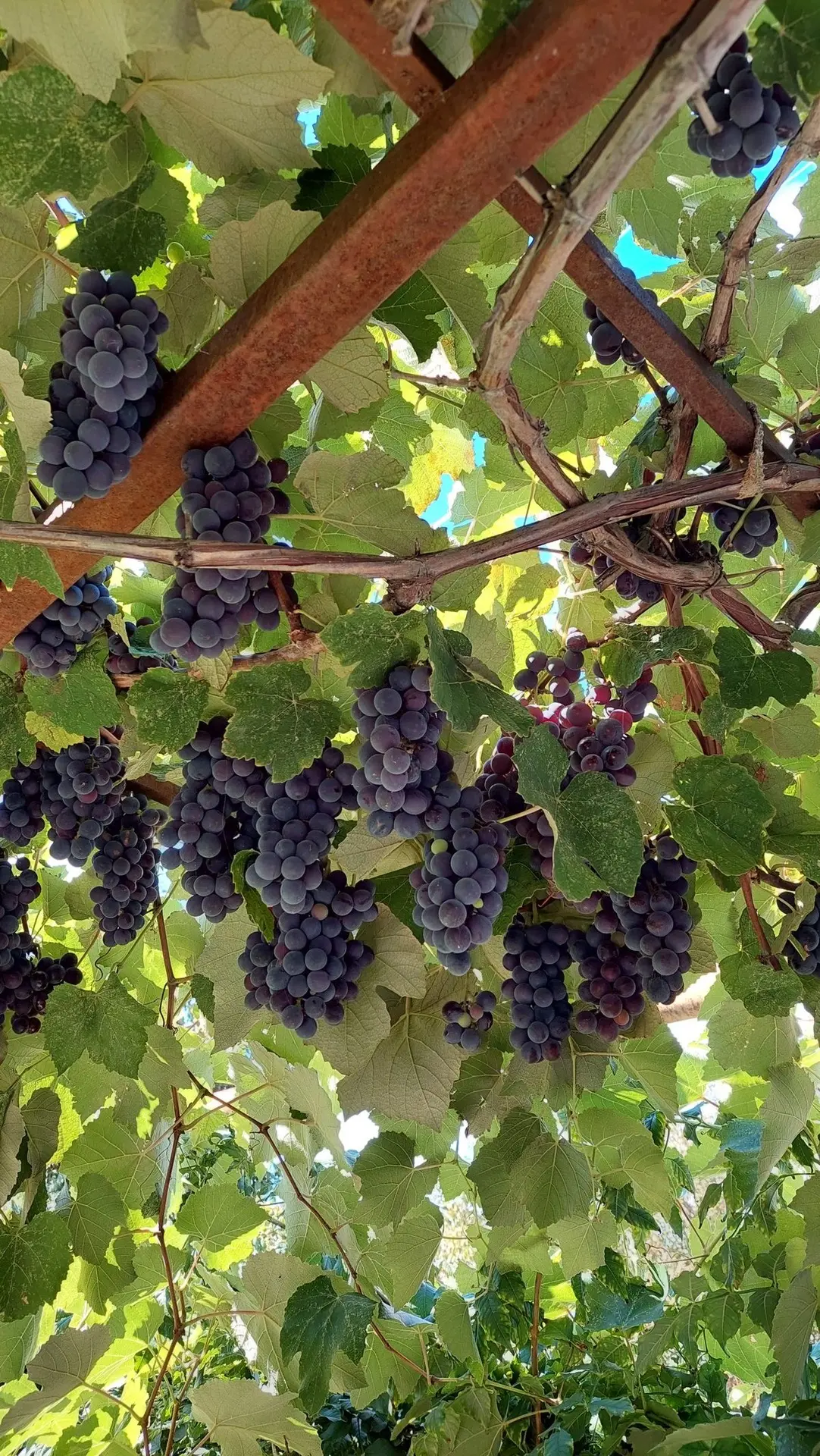 🍇 Осенняя выставка винограда пройдёт в «Аптекарском огороде»