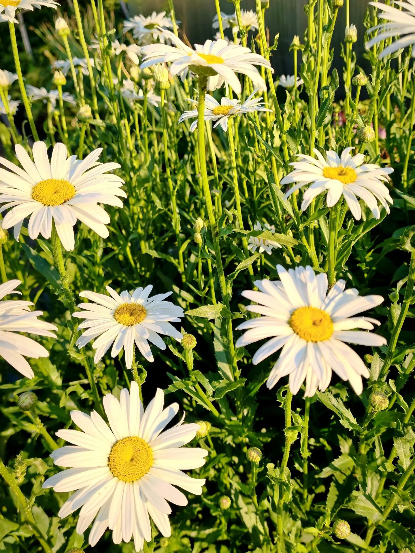 Ну до чего же прекрасны садовые ромашки!🌼Столько в них нежности, летнего тепла и уюта.
