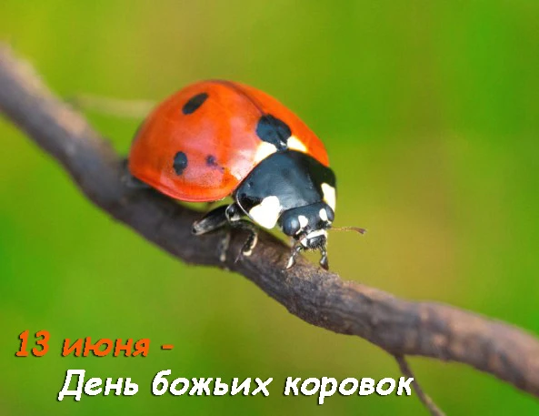 🐞 *В преддверии Дня божьей коровки для детей провели увлекательное мероприятие!*🐞

В нашем детском