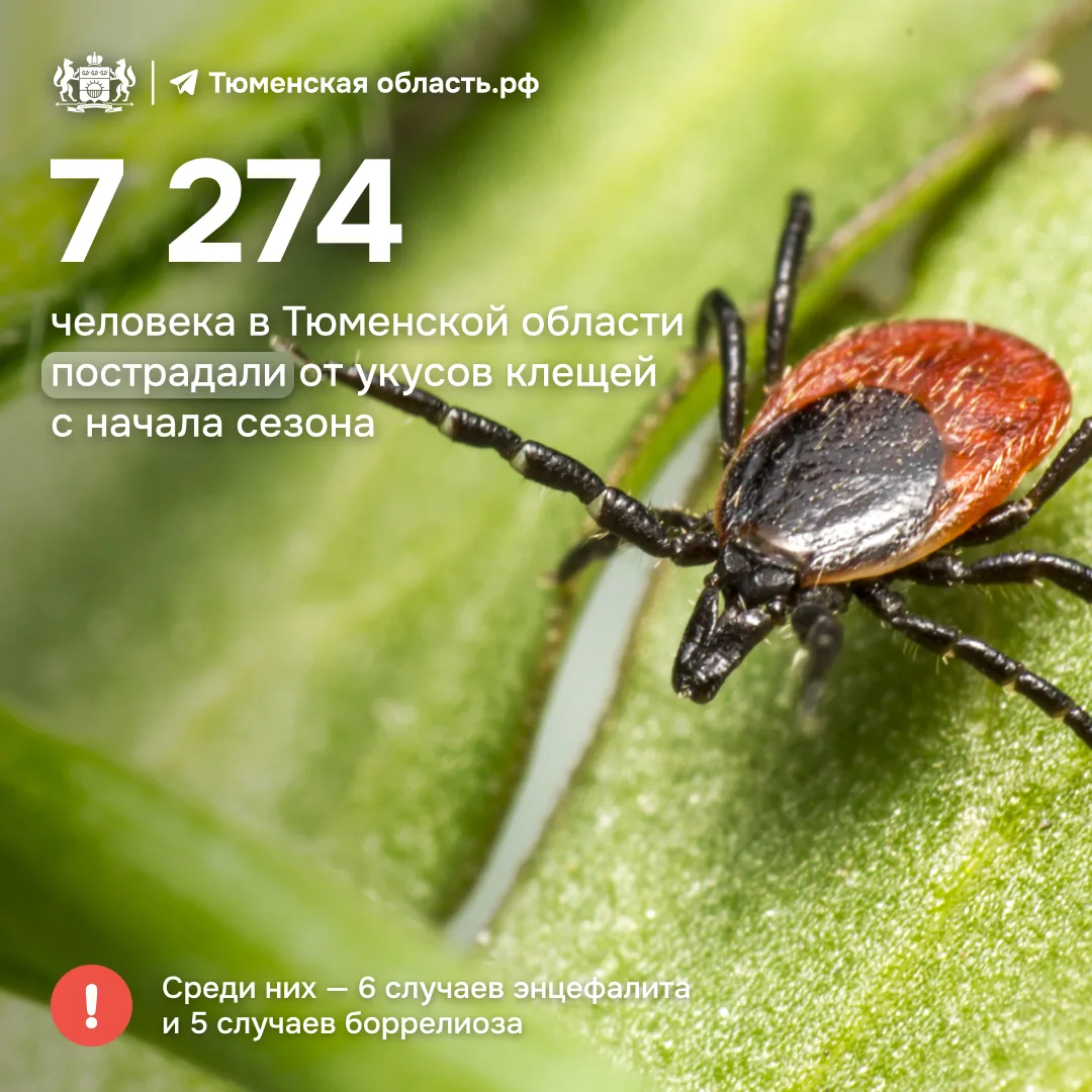 🕷 Клещи покусали 7 274 жителя Тюменской области  Клещи активны во всех округах региона. Среди постра