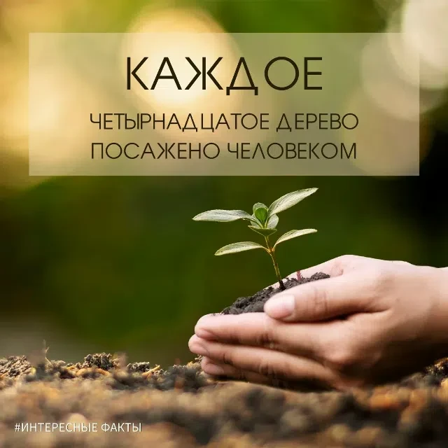 🌳 Факт дня: