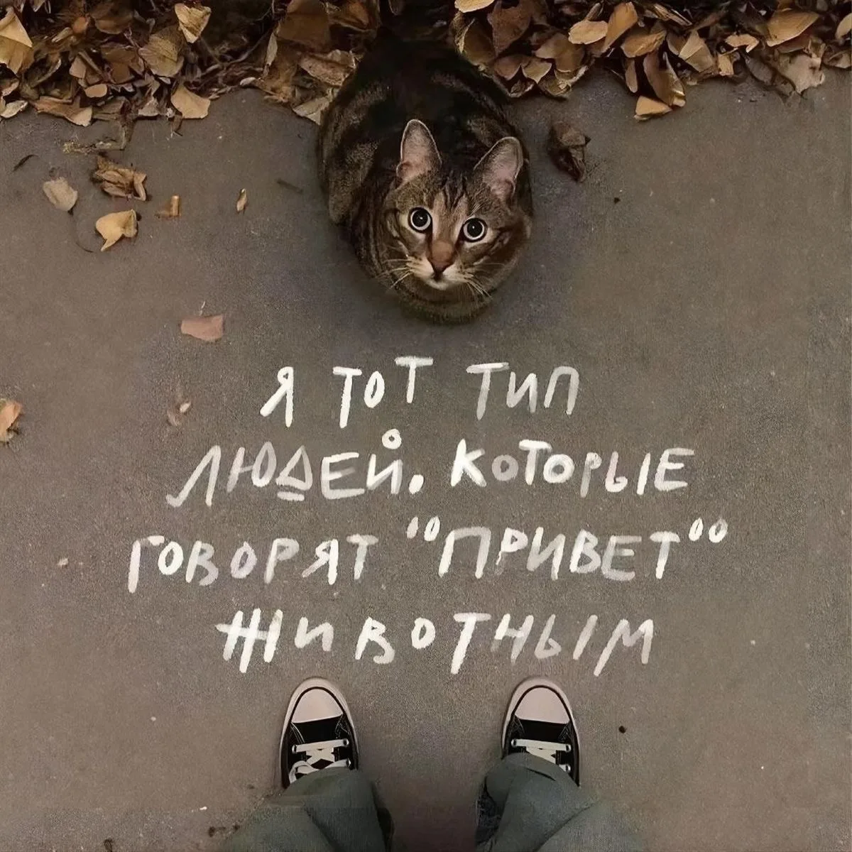 я тот тип людей, которые говорят «привет» животным 🐈