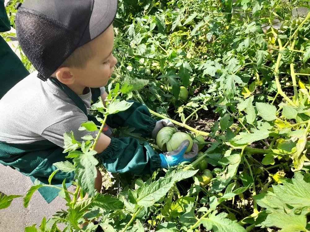 Урожай помидоров 🍅
