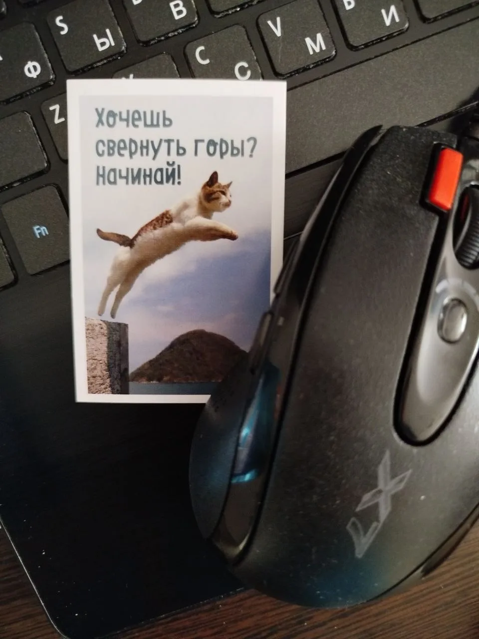 🐈Кото-карта дня выпала сегодня прям в тему.
