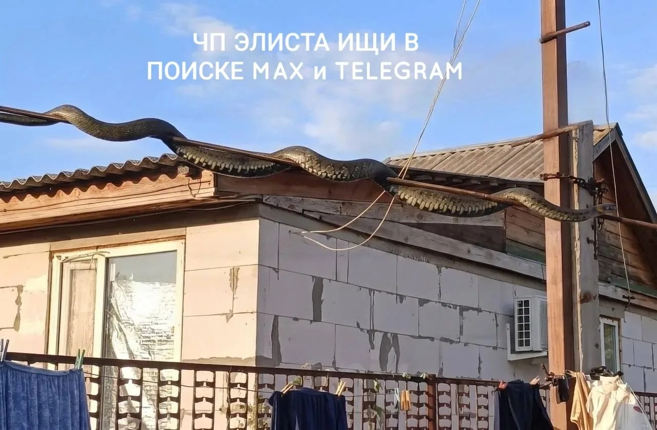 😱На границе Калмыкии и Ростовской области очевидцы заметили змею длиной примерно в три...